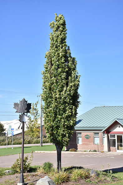 Quercus palustris 'Pringreen' (Green Pillar Oak)