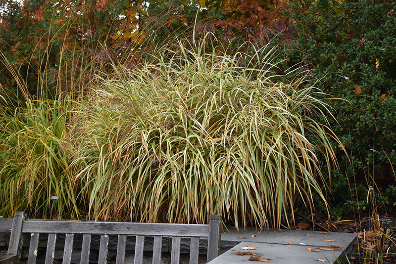 Miscanthus sinensis 'Dixieland' (Maiden Grass)