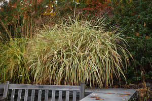 Miscanthus sinensis 'Dixieland' (Maiden Grass)