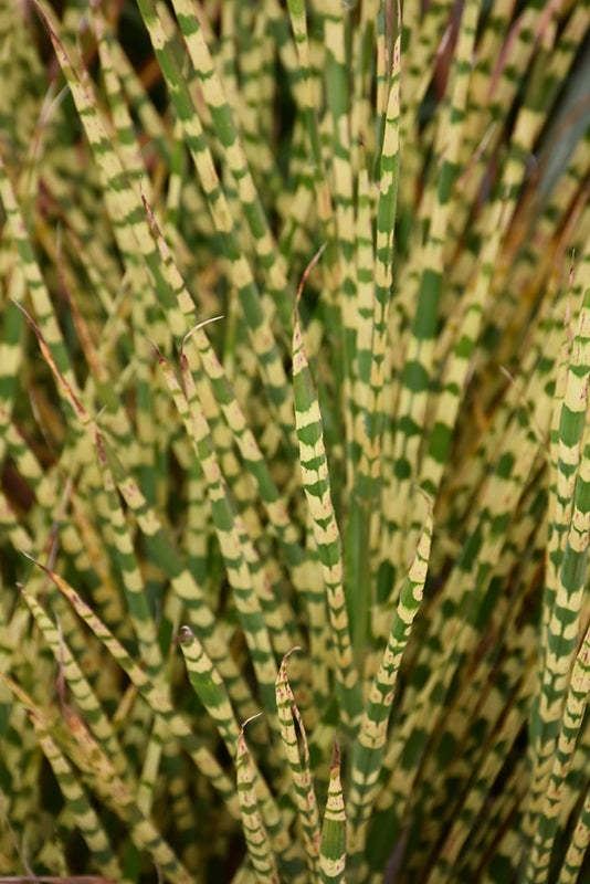 Miscanthus sinensis 'Gold Bar' (Maiden Grass)