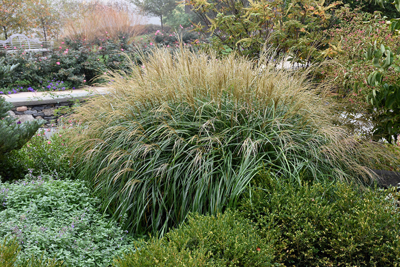 Miscanthus sinensis 'Adagio' (Maiden Grass)