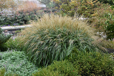 Miscanthus sinensis 'Adagio' (Maiden Grass)