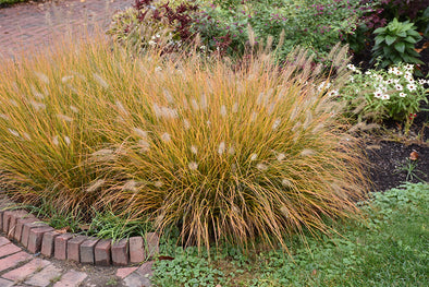 Pennisetum alopecuroides 'Hameln' (Hameln Dwarf Fountain Grass)