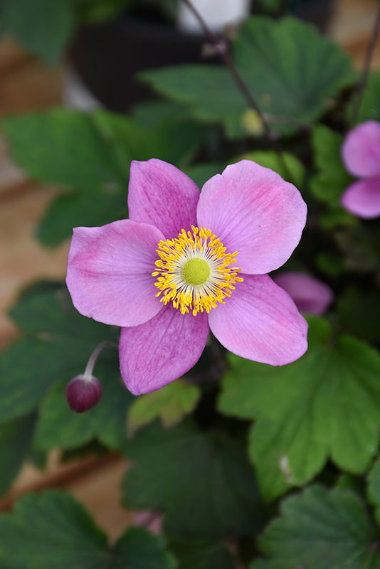 Anemone x hybrida 'September Charm' (Windflower)