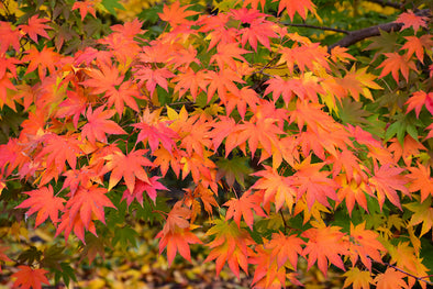 .Acer palmatum (Japanese Maple)