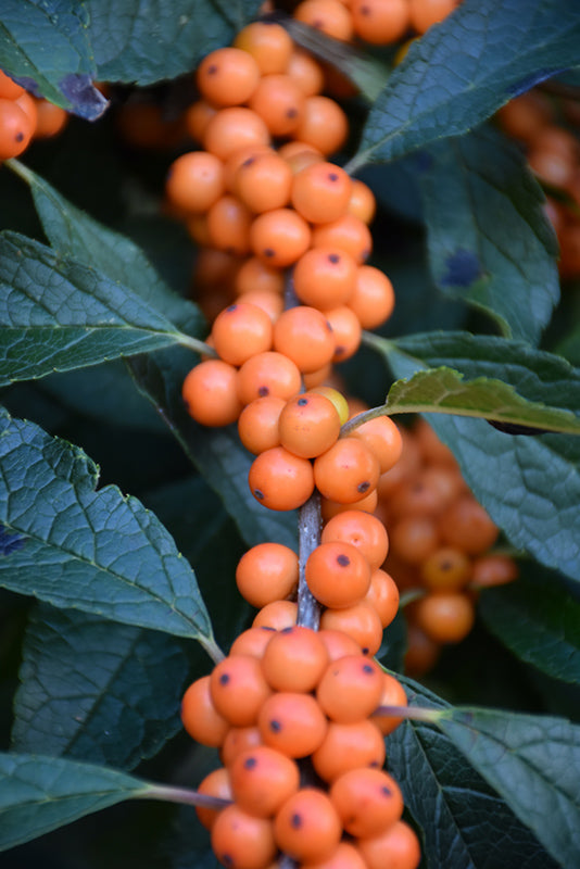 Ilex verticillata 'Winter Gold'