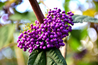 Callicarpa bodinieri 'Profusion' (Beautyberry)