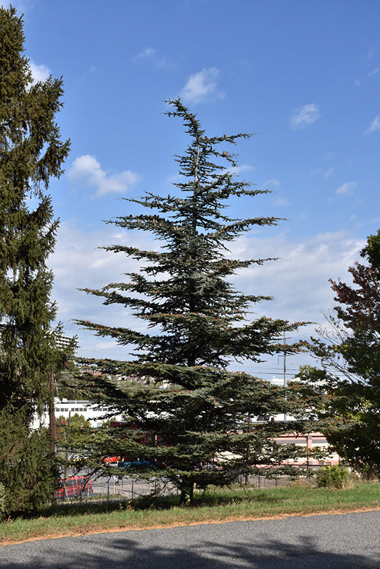 Cedrus libani 'Brevifolia' (Cedar of Lebanon)