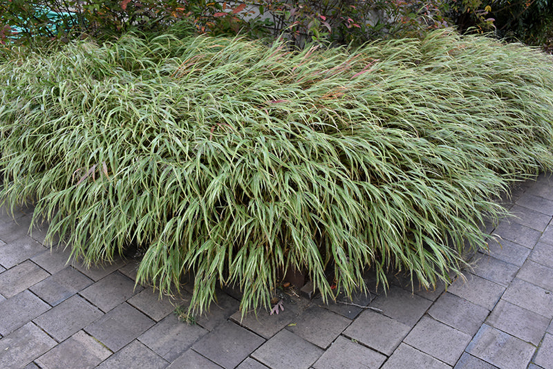 Hakonechloa macra 'Albo Striata' (White Striped Hakone Grass)