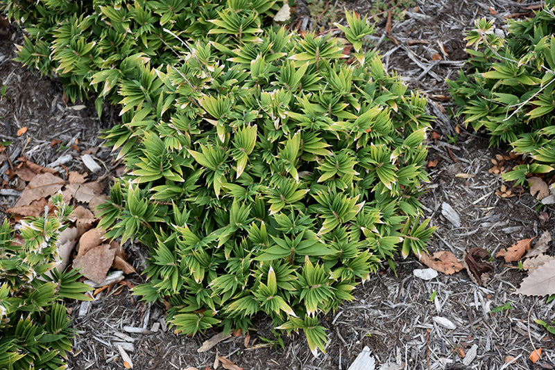 Pleioblastus pygmaeus var. distichus (Dwarf Fernleaf  Bamboo)
