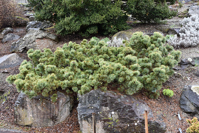 Pinus pumila 'Glauca' (Compact Blue Japanese Stone Pine)
