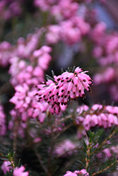 Erica carnea 'Saskia' (Saskia Heath) – Green Thumb Nurseries
