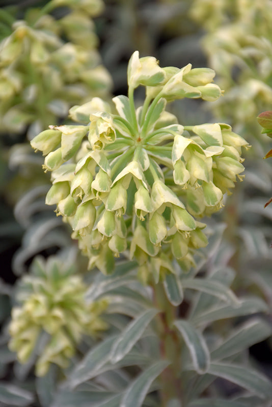 Euphorbia characias 'Glacier Blue' (Evergreen Spurge)