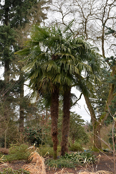 Trachycarpus fortunei (Windmill Palm)