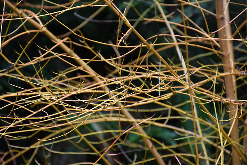 Cornus sanguinea