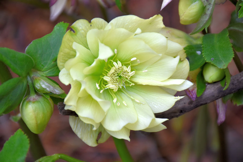 Helleborus 'Golden Lotus'