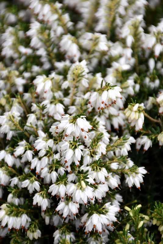 Erica x darlyensis 'Alba'