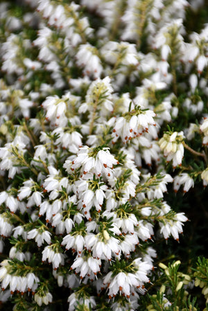 Erica x darlyensis 'Alba'