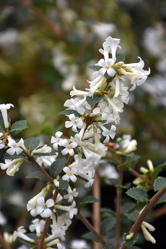 Osmanthus delavayi (Tea Olive) – Green Thumb Nurseries