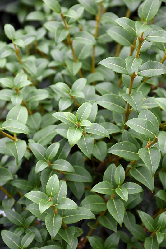 Osmanthus x burkwoodii (Burkwood Osmanthus)