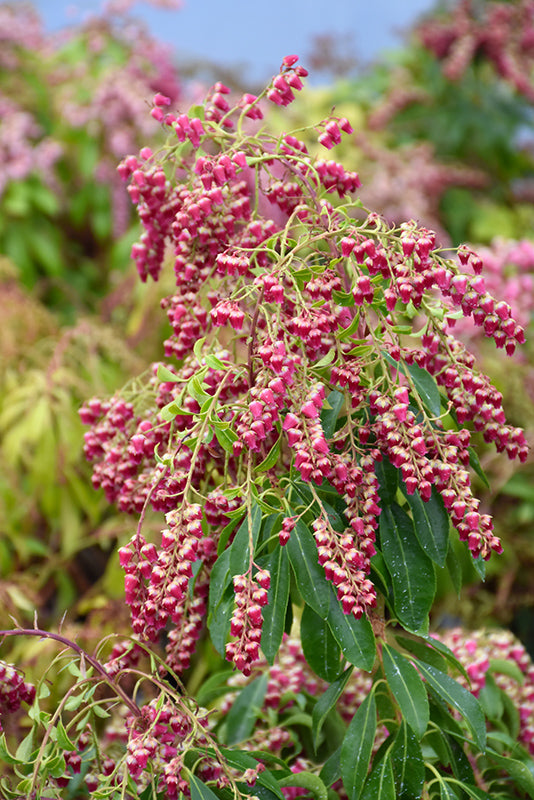 Pieris japonica 'Valley Valentine' (Japanese Pieris)
