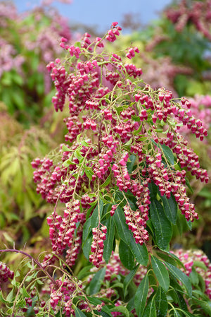 Pieris japonica 'Valley Valentine' (Japanese Pieris)