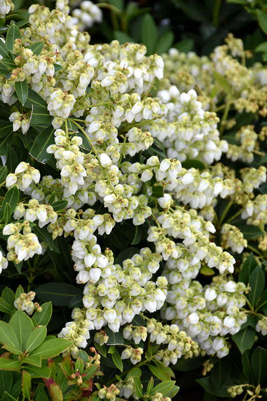 pieris japonica prelude plant Pieris japonica 'Prelude' (Prelude Japanese Pieris) – Green Thumb Nurseries