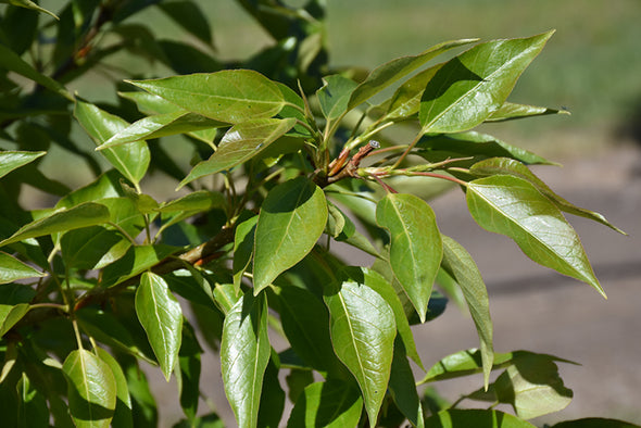 Populus balsamiferra 'Paskapoo' (Paskapoo Balsam Poplar)