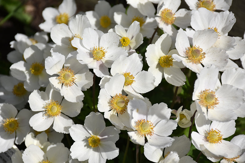 Anemone sylvestris (Windflower)