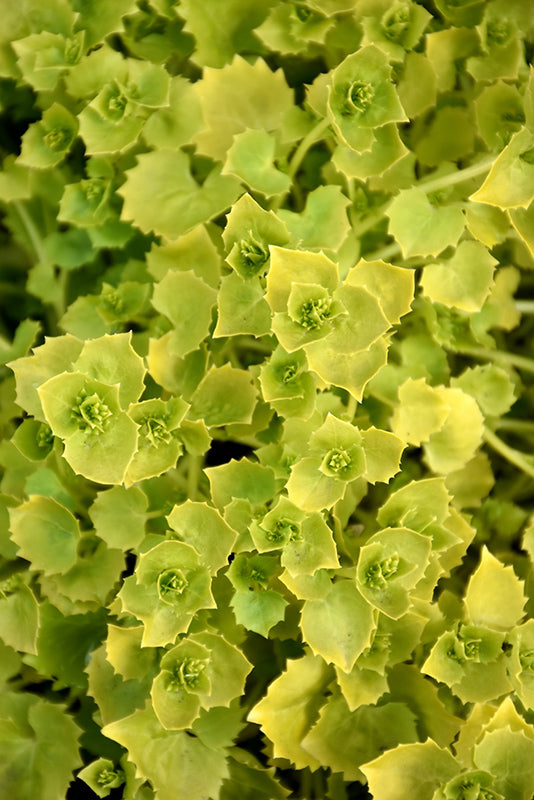 Campanula garganica 'Dickson's Gold' (Italian Bellflower)
