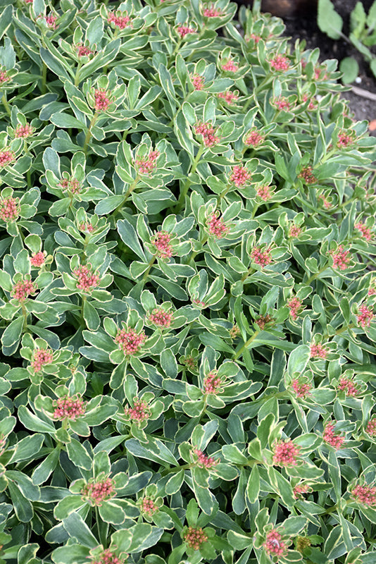 Sedum kamtschaticum 'Variegatum' (Variegated Russian Stonecrop)