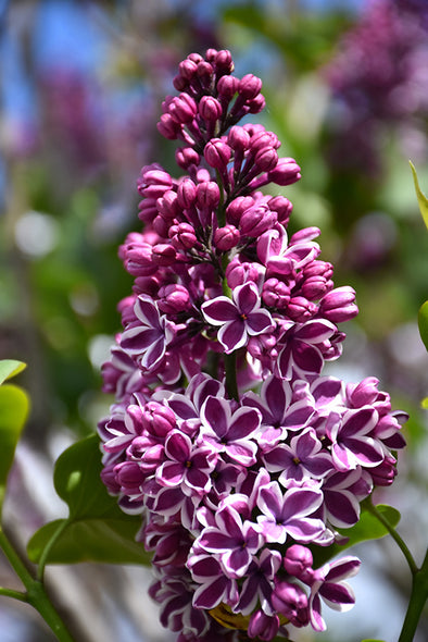 Syringa vulgaris 'Sensation' (Sensation Lilac)