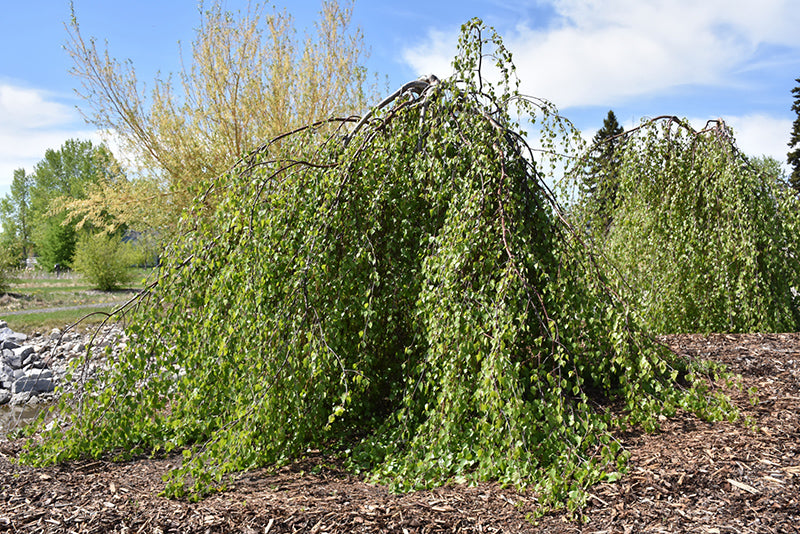 Betula pendula 'Youngii' (Young's Weeping Birch)