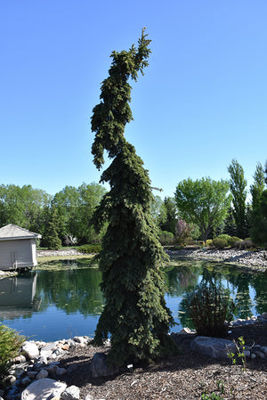 Picea pungens glauca 'Pendula' (Weeping White Spruce)