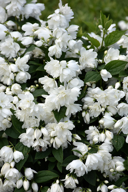 Philadelphus 'Snowbelle' (Snowbelle Mock Orange)