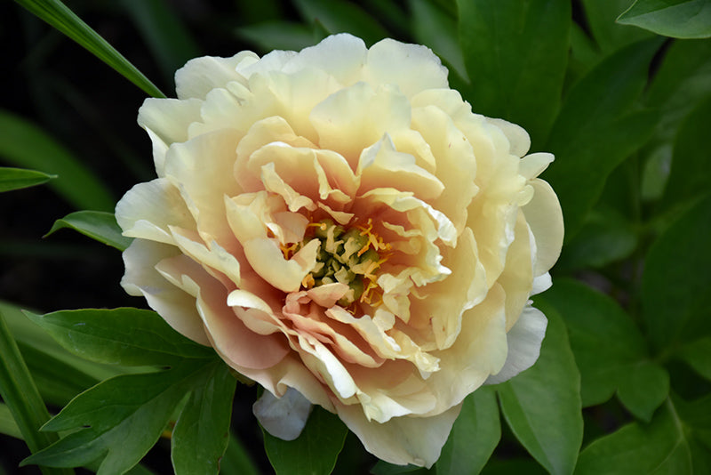 Paeonia itoh 'Canary Brilliants'