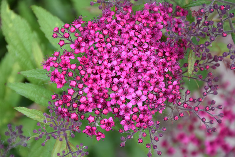 Spiraea x bumalda 'Dart's Red' (Dart's Red Spirea)