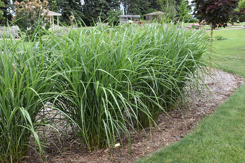 Miscanthus sinensis 'Malepartus' (Maiden Grass)