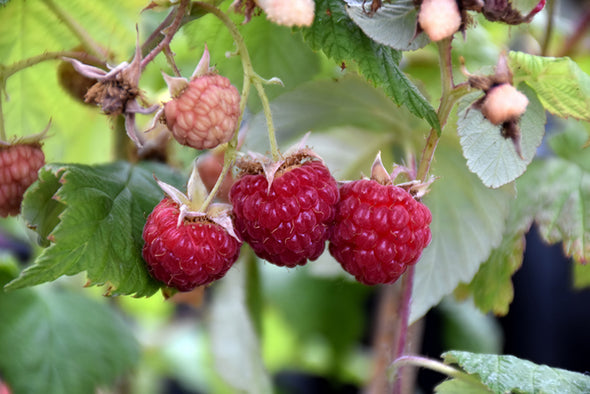 Rubus idaeus 'Heritage' (Raspberry)