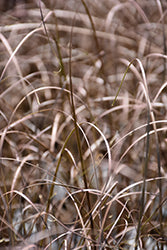 Carex tenuiculmis 'Cappuccino' (Cappuccino Hair Sedge)