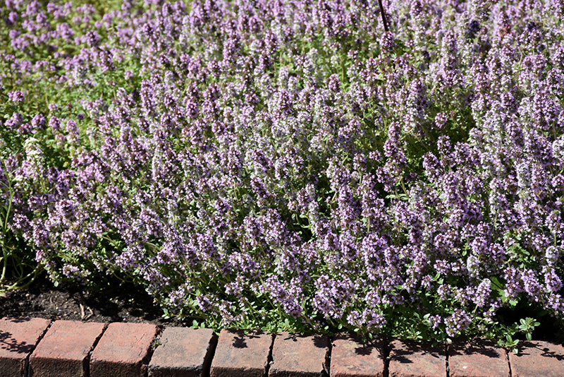 Thymus vulgaris (Common Thyme)