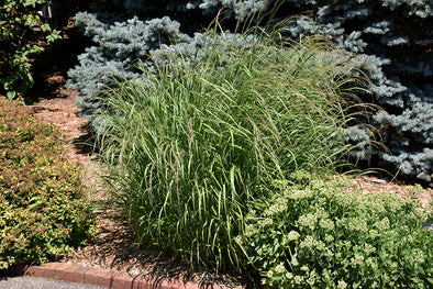 Panicum virgatum 'Rotstrahlbusch' (Red Switch Grass)