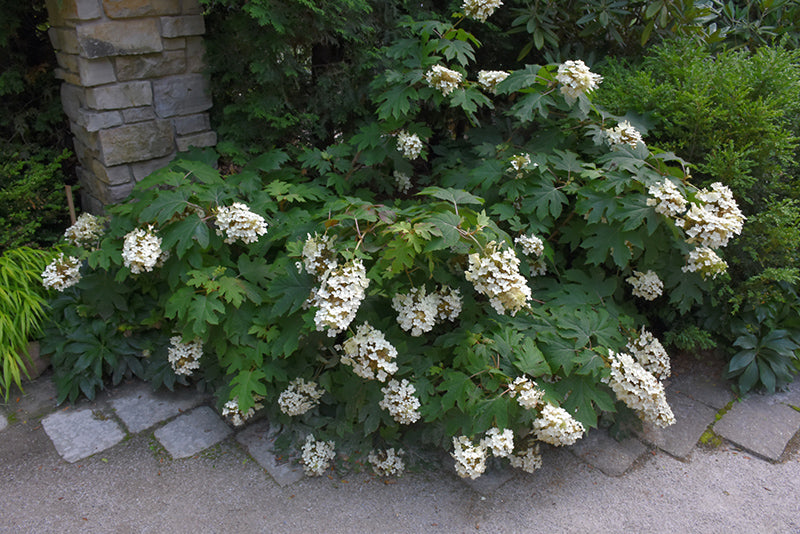 Hydrangea quercifolia 'Pee Wee'