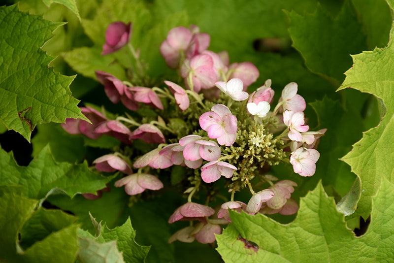 Hydrangea quercifolia 'Amethyst'