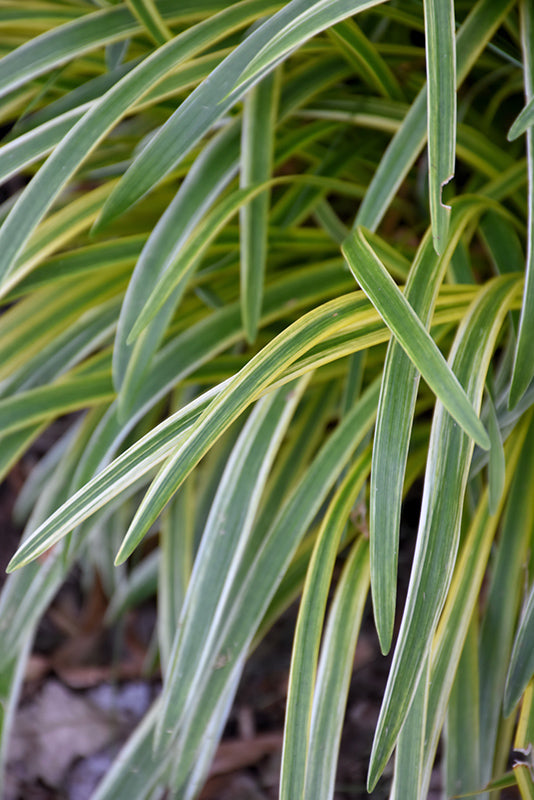 Liriope muscari 'Silvery Sunproof' (Variegated Lily Turf)