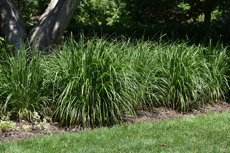 Calamagrostis brachytricha (Korean Reed Grass)