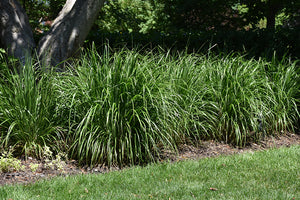Calamagrostis brachytricha (Korean Reed Grass)