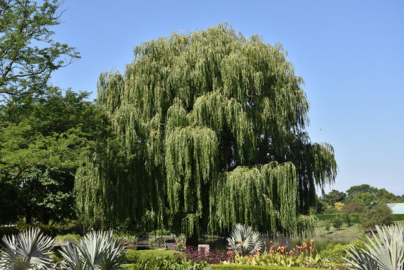 Salix babylonica (Babylon Weeping Willow)