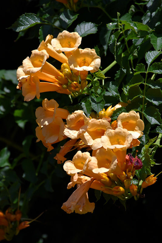 Campsis radicans 'Flava' (Yellow Trumpetvine)