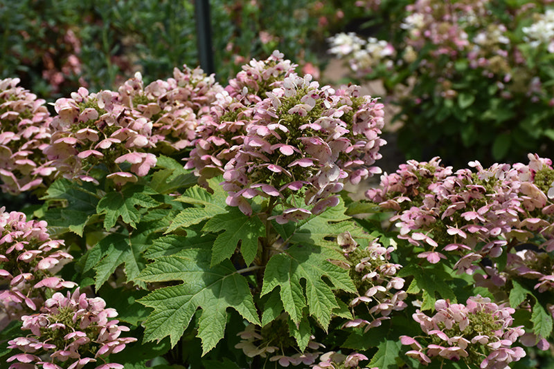 Hydrangea quercifolia